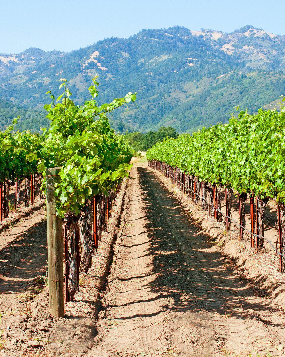 Napa Valley: De geschiedenis van een prestigieus wijngebied 