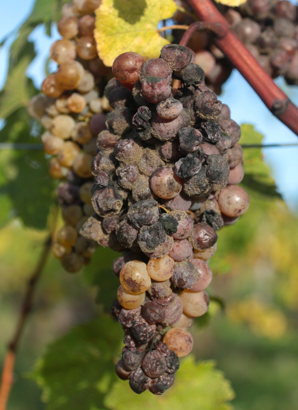 Spätlase: de geschiedenis van de zoete dessert wijn