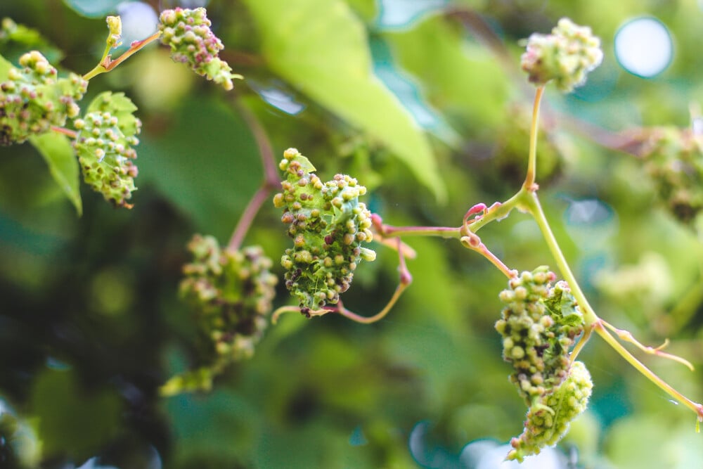 Phylloxera, de bijna ondergang van Cognac en de opleving van whisky